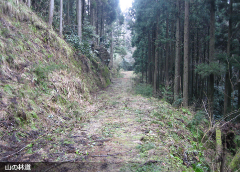 山の林道