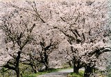 法勝寺川土手（桜）