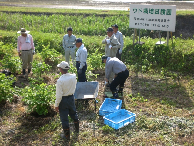 うど圃場