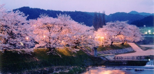 法勝寺川土手の桜