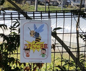 ハチ１.jpg