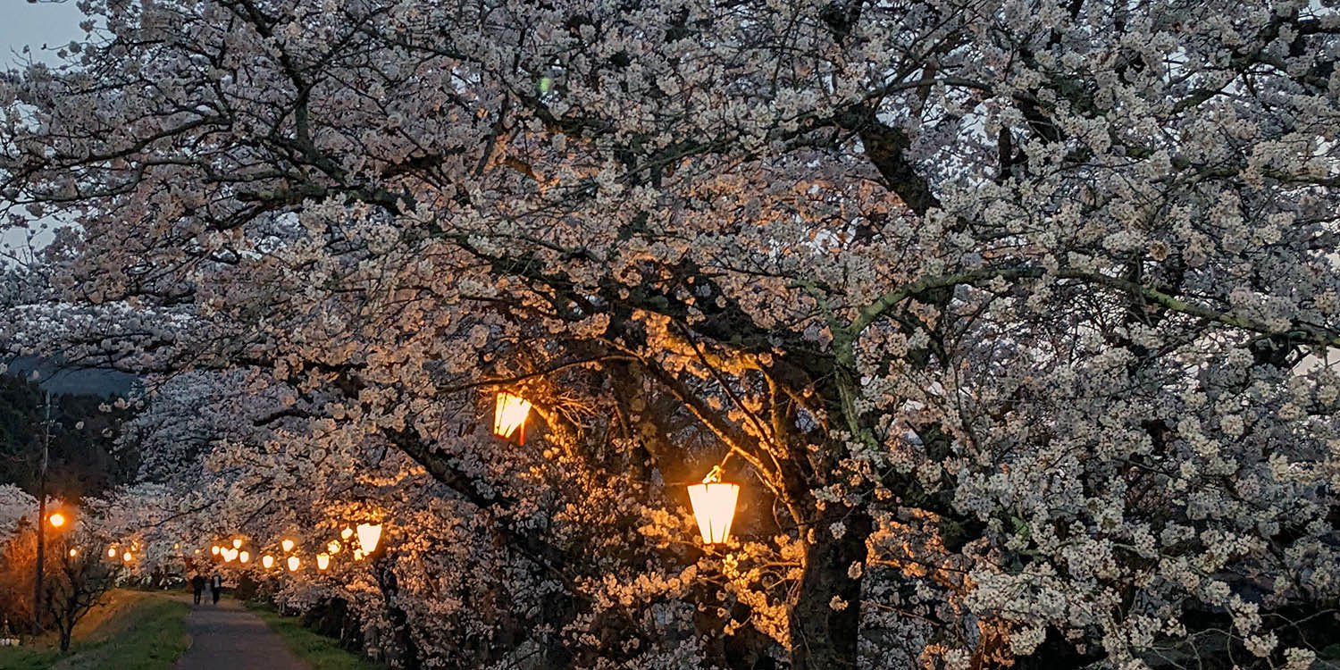 鳥取県南部町、法勝寺川の桜並木